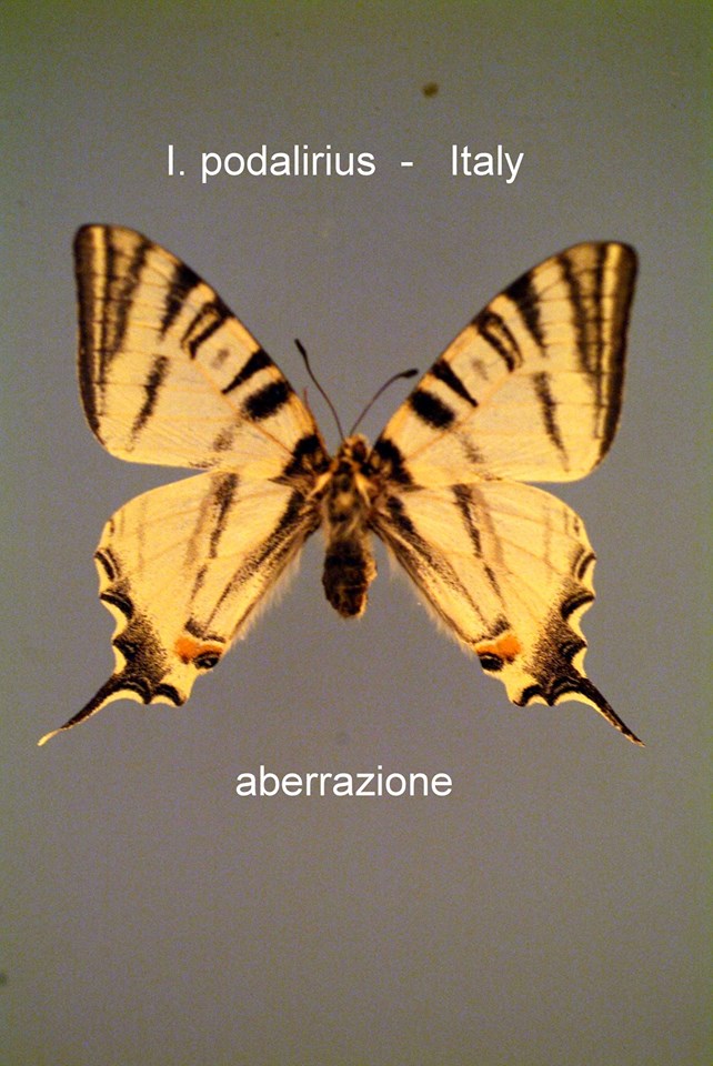 Iphiclides podalirius (aberration Italy) Internet Image property of respective owner, non-commercial use only